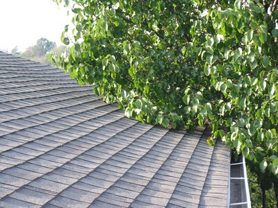 Better watch those limbs.